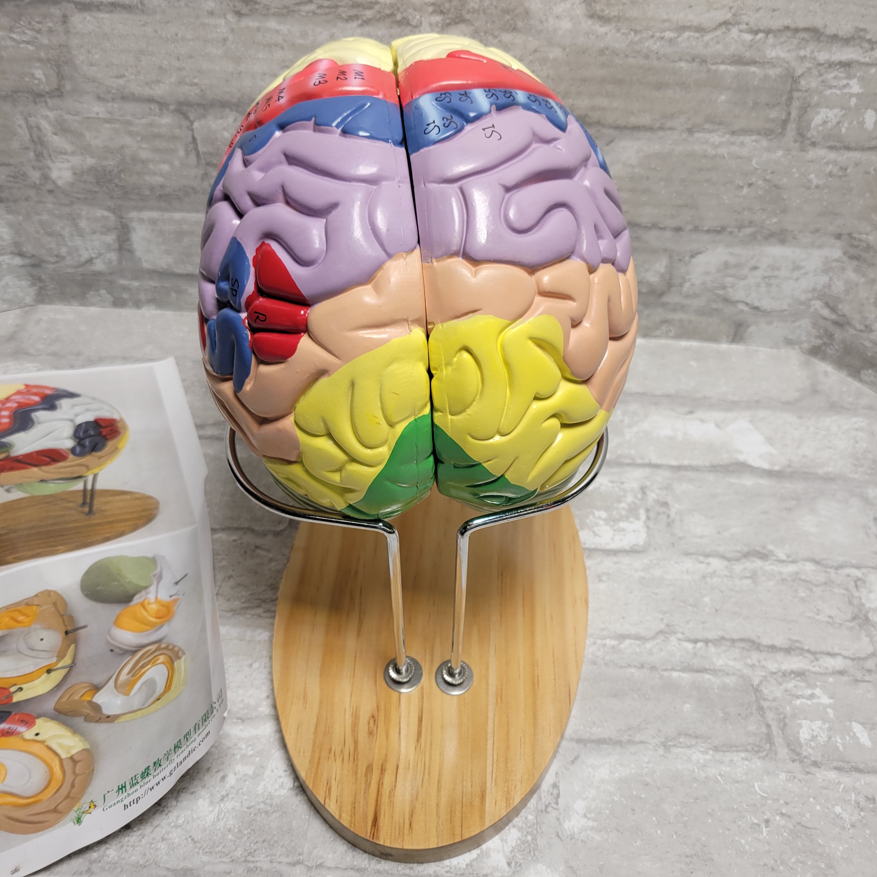 Human Brain Model - 4 Parts -2x Life Size- With Labels & Stand (8046010007790)
