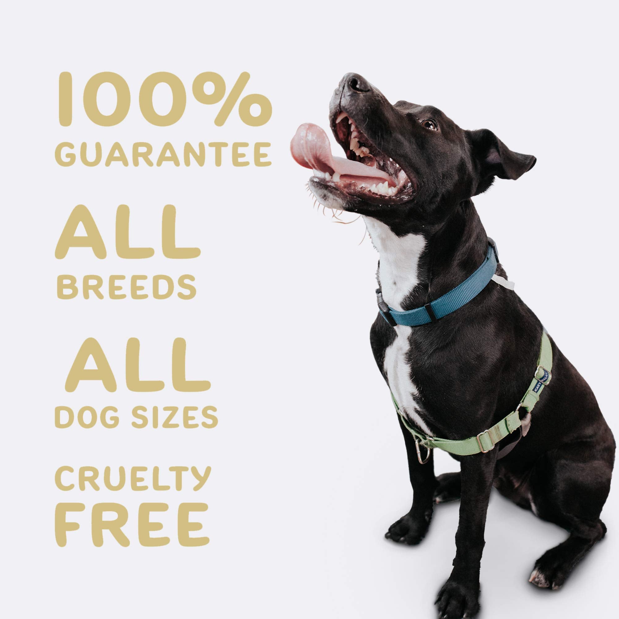 waggedy Chewable Dog Vitamins for Adult Dogs, USA Time Released 60 Chewy Tablets (7567401844974)
