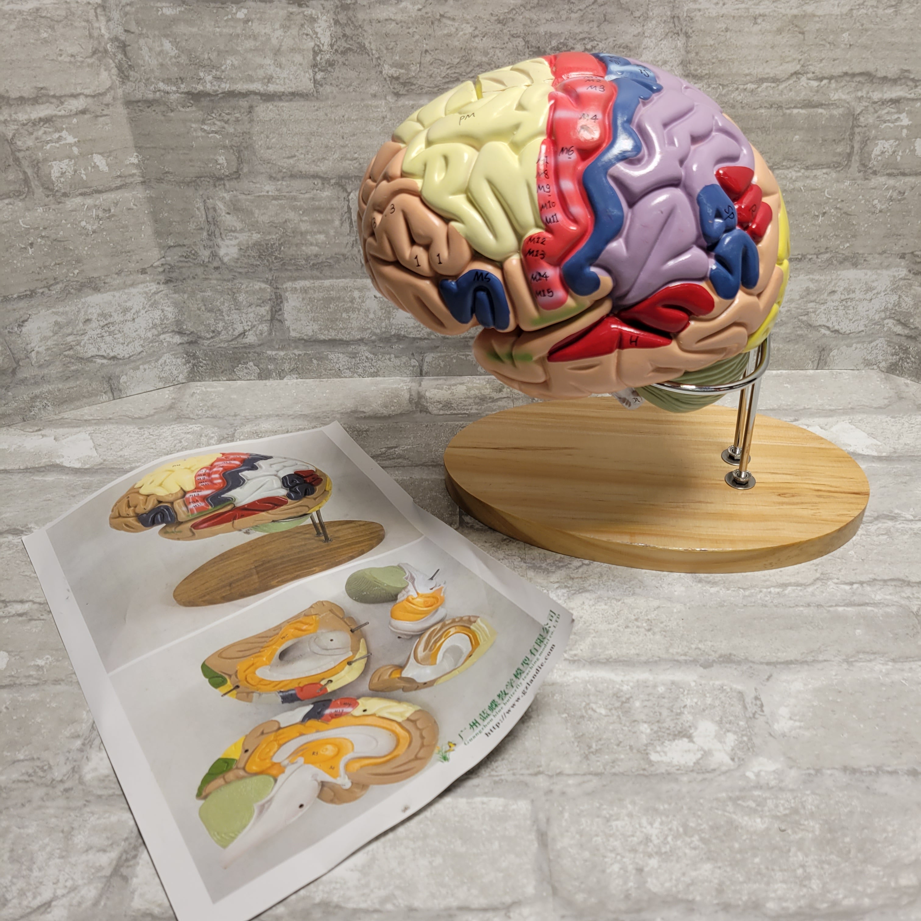 Human Brain Model - 4 Parts -2x Life Size- With Labels & Stand (8046010007790)